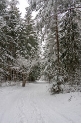 Coniferous forest covered with frost, winter landscape, snowy trees. Road in winter forest