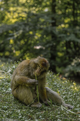 A macaque eats