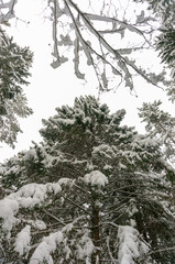 A picturesque view of a snow-covered pine forest. Winter forest. 