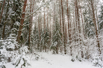 A picturesque view of a snow-covered pine forest. Winter forest. 