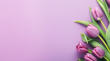 Top-down view. Beautiful colorful tulip flowers on violet background,