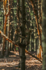 squirrel in the forest