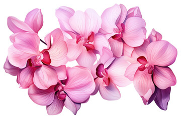 Pink orchid petals watercolor illustration isolated. Postcards and greeting cards design.