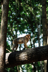 A macaque in a tree
