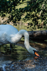 swan on the lake