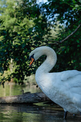 swan on the lake