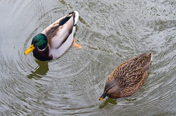 mallard duck male and female seen from above