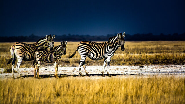 Zebras on salt pan