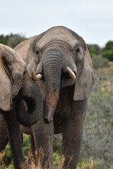 Fototapeta premium Bull Elephant at Addo Elephant National Park