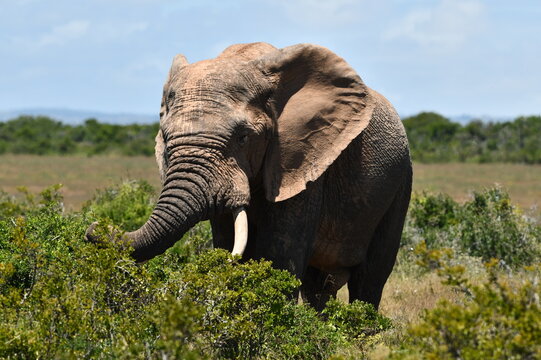 Bull Elephant at Addo Elephant National Park