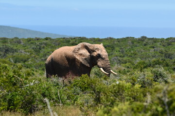 Bull Elephant at Addo Elephant National Park