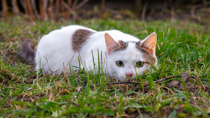 A white spotted cat lies in the grass and watches something