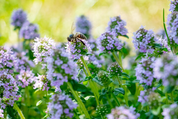 Blooming thyme, a bee collects nectar on thyme flowers - obrazy, fototapety, plakaty