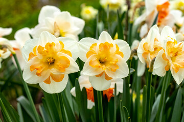 White daffodils on a flowerbed in the garden