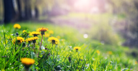 Yellow dandelions among green grass in a meadow on a sunny day