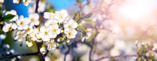 Cherry branches with white flowers in sunny weather