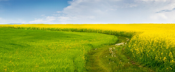 Spring landscape with a field with green grass and yellow rapeseed, a dirt road and a picturesque...