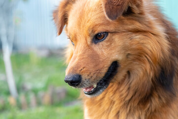 Naklejka premium A brown shaggy dog looks down with interest