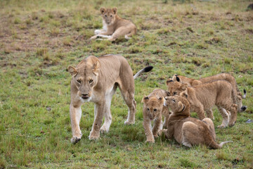 Lion
