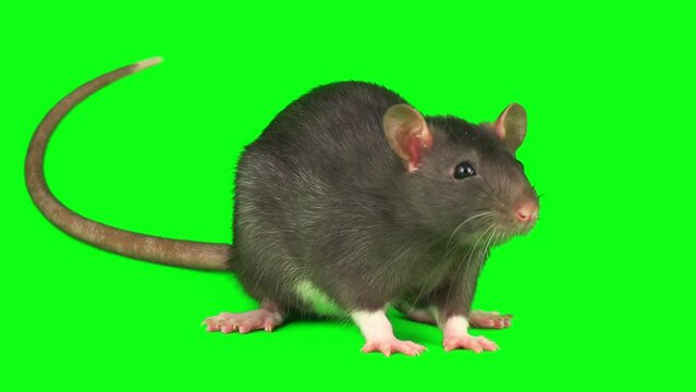 Rat mouse gray set isolated on green background screen