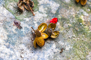 Tropical fruit shells fruits flowers seeds on ground Coba Mexico.
