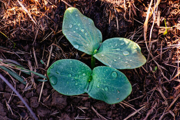 Young pumpkin plant in an ecological garden, mulching and permaculture, squash, healthy food