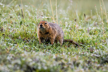Naklejka na ściany i meble Ground squirrel on a meadow during the morning dew