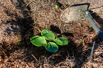 Young pumpkin plant in an ecological garden, mulching and permaculture, squash, healthy food