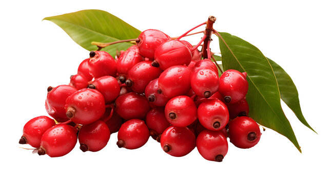 Quandong, transparent background, high-resolution image, native Australian fruit, bright red color, quandong clipart, unique produce illustration