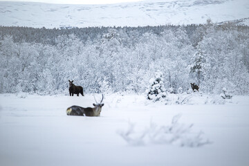 Moose cow with calf and reindeer in snow