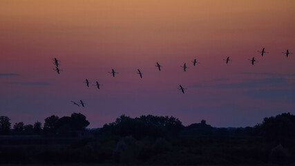 volo di flamingos al tramonto