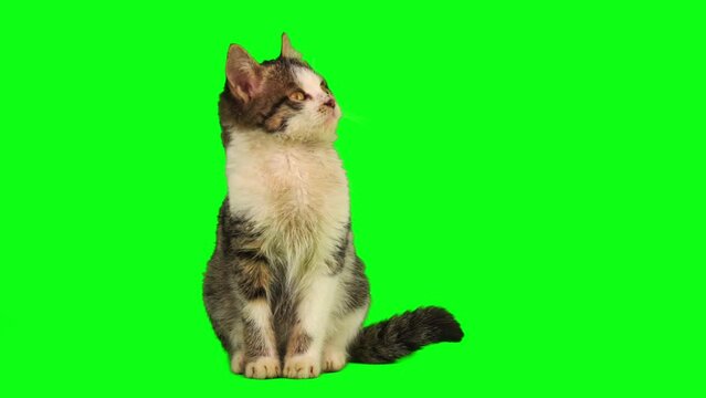 cat kitten set isolated on green background screen