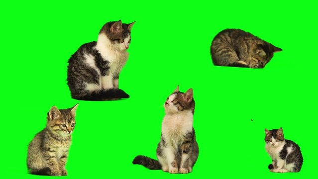 cat kitten set isolated on green background screen