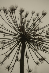 hogweed plant against a background of gray sky