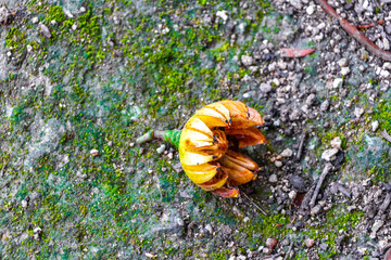 Tropical fruit shells fruits flowers seeds on ground Coba Mexico.