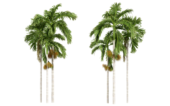 Front view palm tree isolated on white