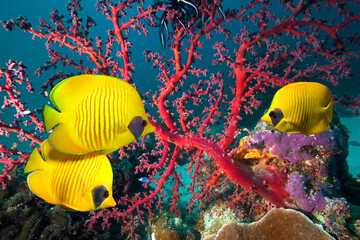 Underwater image of colorful coral reef and Masked Butterfly Fish.
