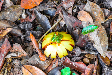 Tropical fruit shells fruits flowers seeds on ground Coba Mexico.