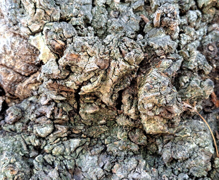Knorrige Baumrinde eines alten Baumes. Das Holz ist aufgesprungen und wirkt wie steinige Berge und T&auml;ler. Steingraue und braune Borkenst&uuml;cke ragen einzeln nach oben. Monotone Farbe f&uuml;r Hintergrund 