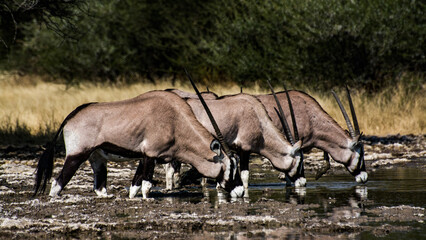 Thirsty Oryx