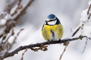 Naklejka premium Close up front wiew of a cute blue tit bird sitting on a icy twig in winter with snow around it