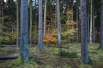 Open pine tree forest with tall tree trunks and some small beech trees with autumn colors