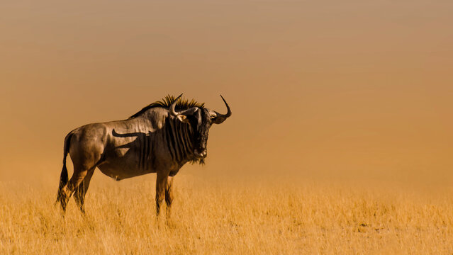 Lone wildebeest