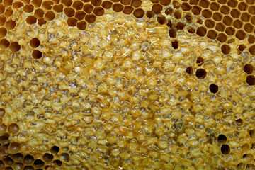 close up of partially sealed honeycomb