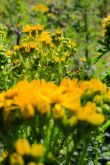 Common dandelion in the rural. Yellow wild flowers with the green grass. Nature and landscape.