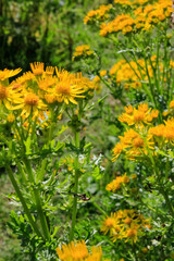 Common dandelion in the rural. Yellow wild flowers with the green grass. Nature and landscape.