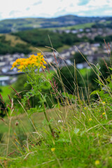 Common dandelion in the rural. Yellow wild flowers with the green grass. Nature and landscape.