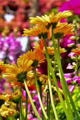 Fototapeta premium Close-up of Transvaal daisy in the garden. Bright orange wild flower, daisy, in the garden. Nature and landscape.