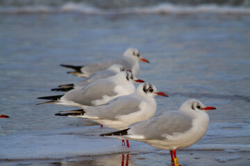 Seagulls on the beach in winter, closeup of photo