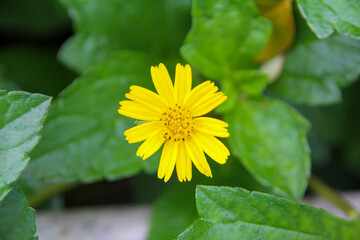 Close-up of the yellow wild flower, wedelia, a plant in the Heliantheae tribe of the Asteraceae family. Flower and nature.